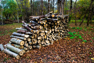 Logs on the grass in the park