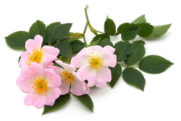 A twig with a rosehip flower.