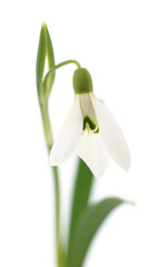 One white snowdrop with leaves