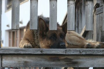 Selective focus shot of German Shepherd lying on wooden bridge
