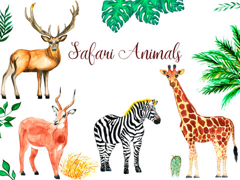 Watercolor safari  animals collection.  Giraffe, zebra, antelope and deer on the background of African plants