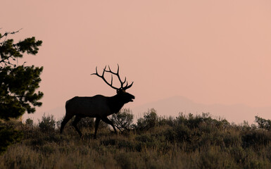 Fototapeta na wymiar Bull Elk During the Fall Rut in Wyoming