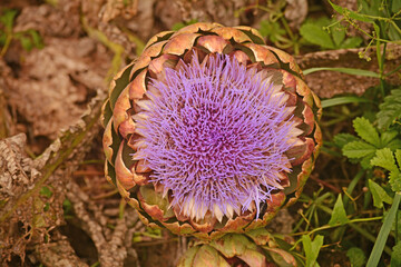 Artichaut sur pied, en fleur, violette.