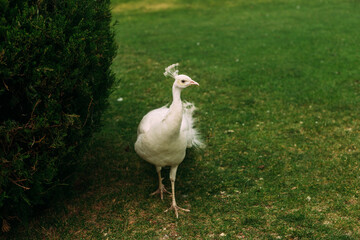 White peacock walking in the park