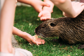 Children feed nutria with vegetables