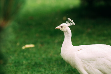 White peacock walking in the park