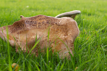 Brown roll-rim Paxillus involutus, a toxic mushroom also known as common roll-rim