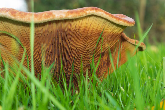 Gills of a Brown roll-rim, Paxillus involutus, a toxic mushroom also known as common roll-rim