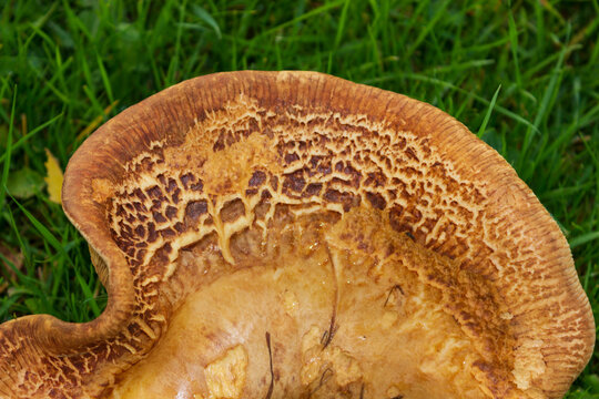 Close-up of a Brown roll-rim, Paxillus involutus, a toxic mushroom also known as common roll-rim