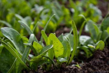 Sprouts of spinach growing in the garden. The concept of healthy eating.