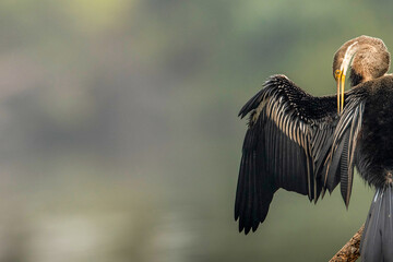 Anhinga Melanogaster, Oriental Darter, aka Indian Darter, Snakebird Sitting on a tree branch in the middle of the Lake with spreaded wing, Ranthambore, India