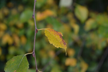 autumn leaves on the tree