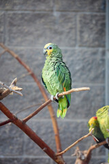 Yellow-crowned amazon parrot or yellow-crowned parrot Amazona ochrocephala species of parrot native to tropical South America selective focus over out of focus tiled wall background.