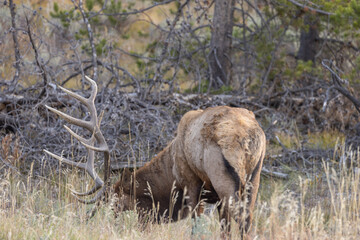 Bull Elk During the Fall Rut in Wyoming