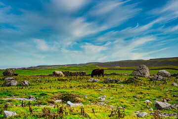 Cows grazing in  field, Dingle peninsula, County Kerry, Ireland