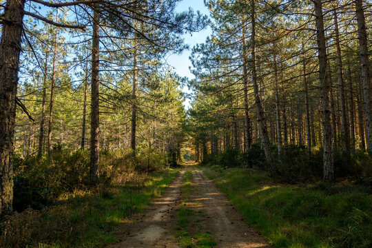 Path in the forest of Mount Limbara, Tempio Pausania.