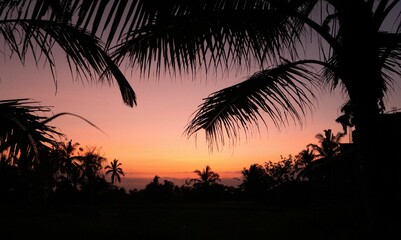 Fototapeta na wymiar Scenic view of silhouette of palm tree leaves against pinky sky at sunset