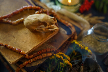 A very soft focus on a skull of a rodent on a pile of old books surrounded by a kind of...