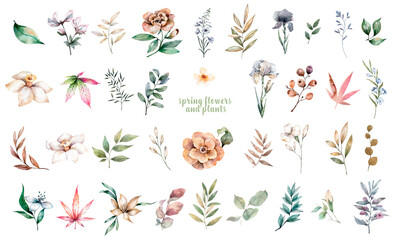 Watercolor delicate spring flowers botanical collection. Flowers, twigs, plants in pastel colors. Set of plants isolated on white background