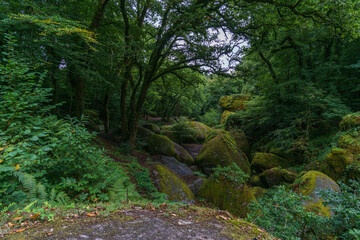 Fototapeta na wymiar Fairy tale forest with magical moss grown rocks, Huelgoat, Brittany, France