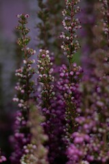 Vertical closeup of beautiful purple common heather flowers, Calluna vulgaris