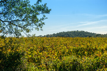 Sardinian Vermentino wine vineyards