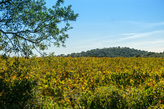 Sardinian Vermentino Wine Vineyards