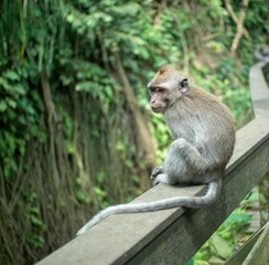 Cute sitting baby monkey in Sacred Ubud Monkey Forest. Bali, Indonesia