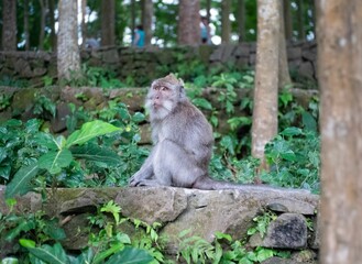 Naklejka na ściany i meble Cute sitting monkey in Sacred Ubud Monkey Forest. Bali, Indonesia