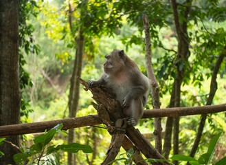 Cute sitting monkey in Sacred Ubud Monkey Forest. Bali, Indonesia