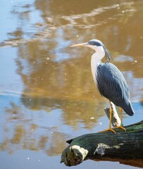 Vertical shot of a pied heron (Egretta picata) standing on a tree branch by a river