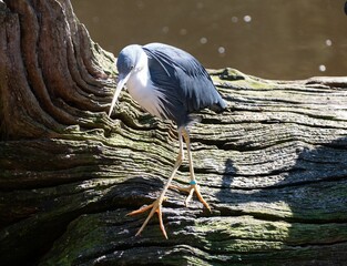 Closeup of a pied heron (Egretta picata) standing on a tree branch by a river