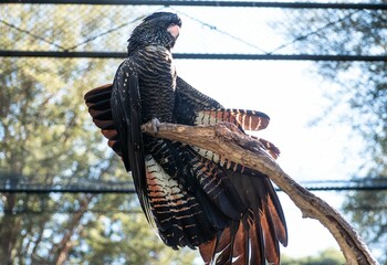 Low-angle shot of a red-tailed black cockatoo (Calyptorhynchus banksii)  perched on a tree branch © Toby Marshman/Wirestock Creators