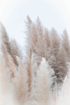 Vertical closeup of a Pampas grass, Cortaderia selloana ona  white background