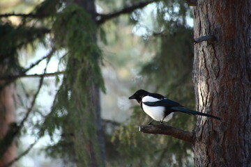 portrait of magpie sitting on a branch of a tree