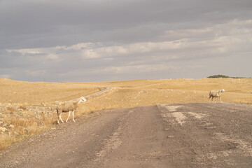 The Table of Jugurtha - Governorate of Kef - North West Tunisia