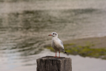 a seagull is sitting on a mast