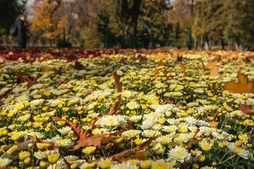 Small autumn white-yellow flowers bloom in city park. Chrysanthemums, chrysanths flowerbed with...