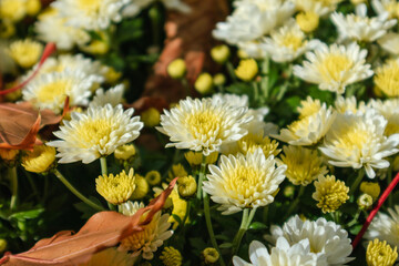 Small autumn white-yellow flowers bloom close-up with blurred background. Chrysanthemums, chrysanths sunny flowerbed with fallen leaves