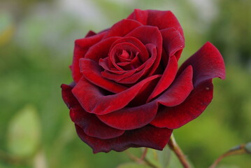 red rose in garden