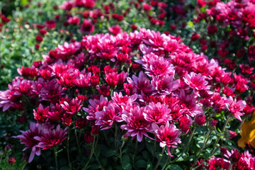 Pink-red tender flowers blooming close-up. Chrysanthemums, chrysanths autumn flowerbed with blurred background