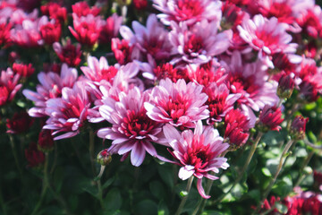 Pink-red tender flowers with green leaves blooming close-up. Chrysanthemums, chrysanths autumn flowerbed with blurred background