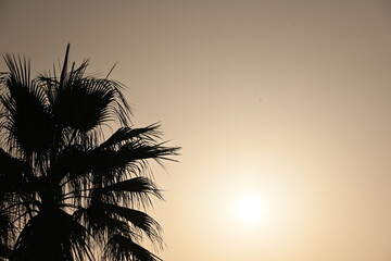 Fototapeta na wymiar Fondo natural con detalle de palmera a contraluz de sol de amanecer