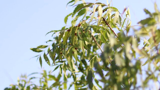 In blue sky. A branch of neem tree leaves. Natural Medicine. Neem tree or Azadirachta indica with branches and leaves,neem tree showing compound leaves and bunch of small flowers,closed up neem.