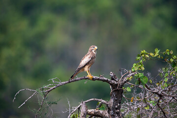 White-eyed buzzard perched on a branch