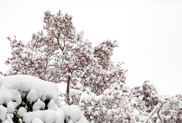 Magnolia flowers on tree wrapped in snow after snowfall