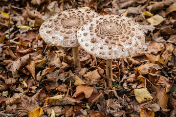 Close-up of a parasol mushroom (Macrolepiota procera or Lepiota procera) with blurry  background of undergrowth in the forest. Autumn leaves on the ground. Soft focus. Mushrooming. A walk in the woods
