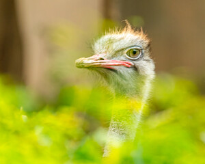 An Ostrich in a national park