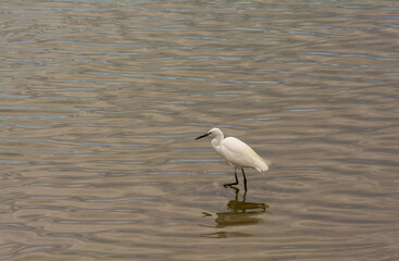 an egret looking for fishes in a sea