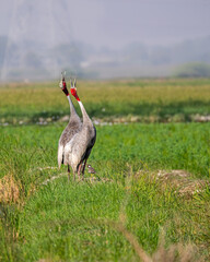 A Pair of Sarus Crane calling in the field
